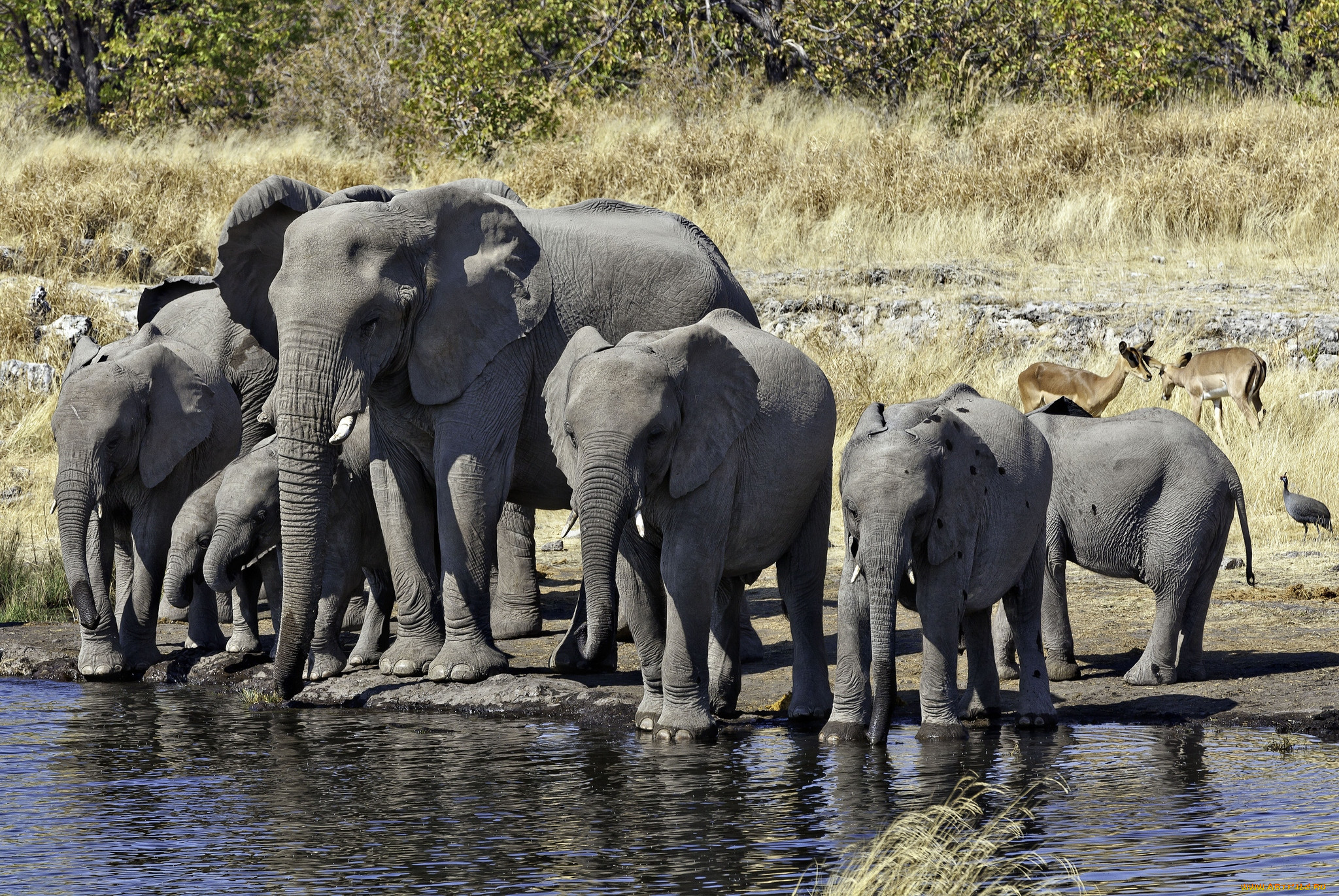 Elephant river. Водопой животных. Слоны на водопое. Африканские животные. Животные на водопое.